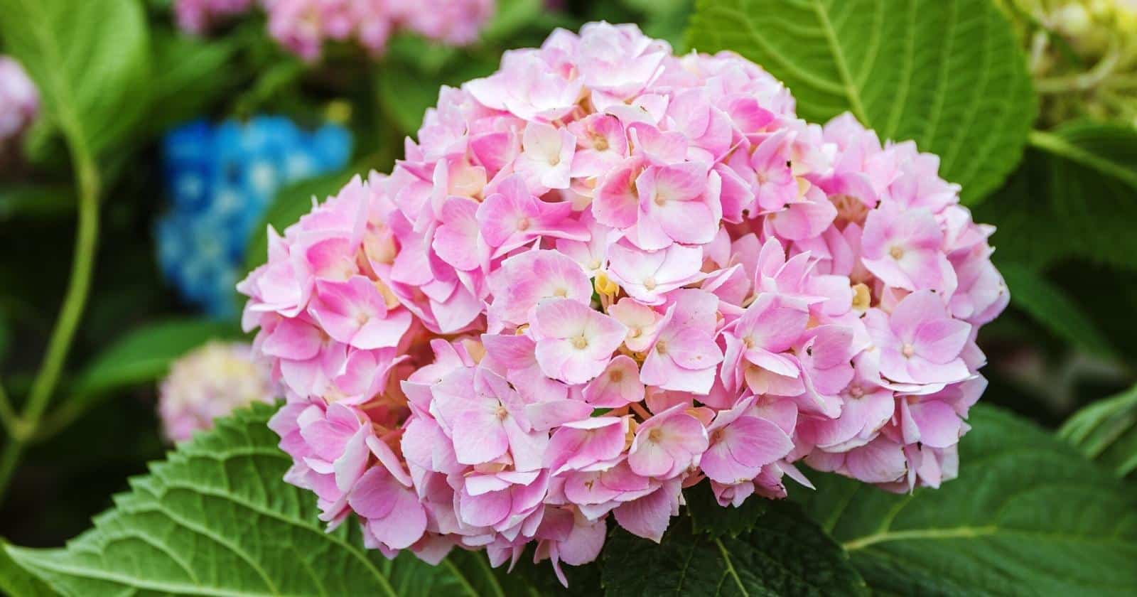 9 Common Reasons Your Hydrangea is Wilting & Drooping