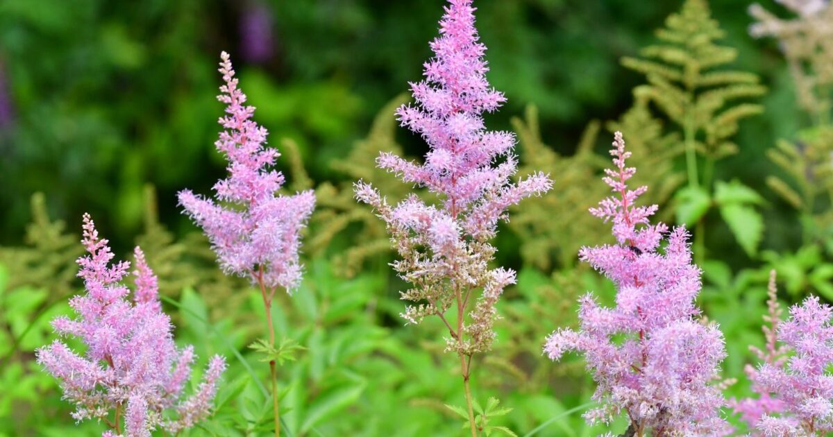 35 Flowers That Will Bloom All Season Long