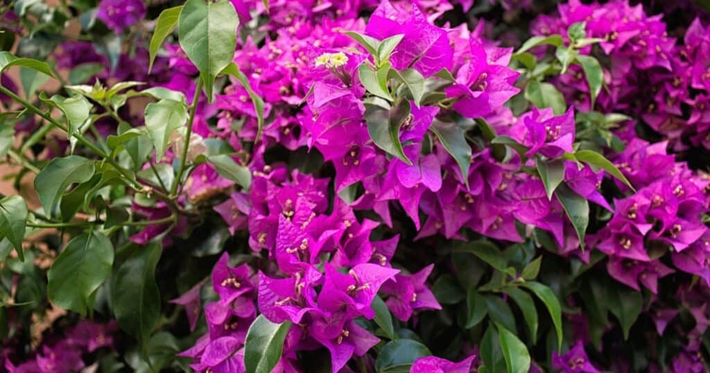 Bright pink flowers growing in clusters on long green stems. 