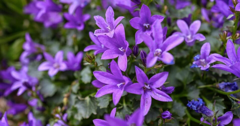 35 Flowers That Will Bloom All Season Long