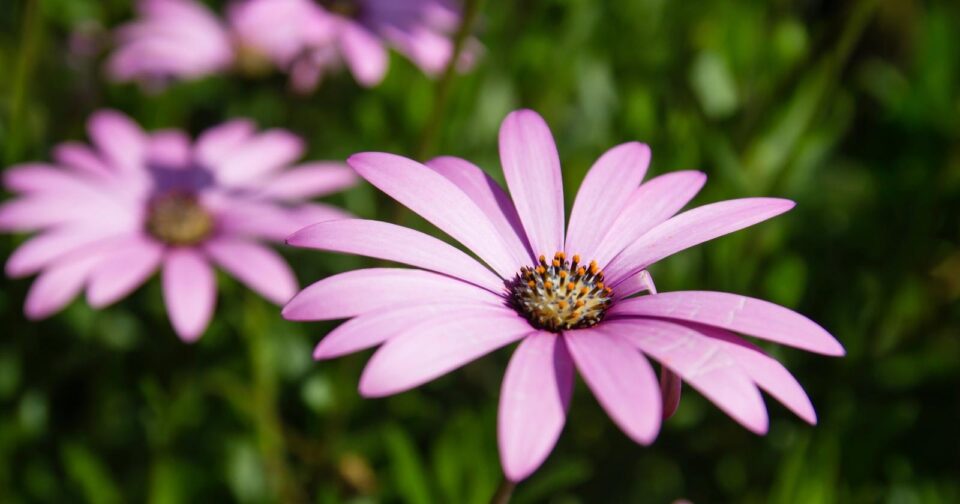 35 Flowers That Will Bloom All Season Long