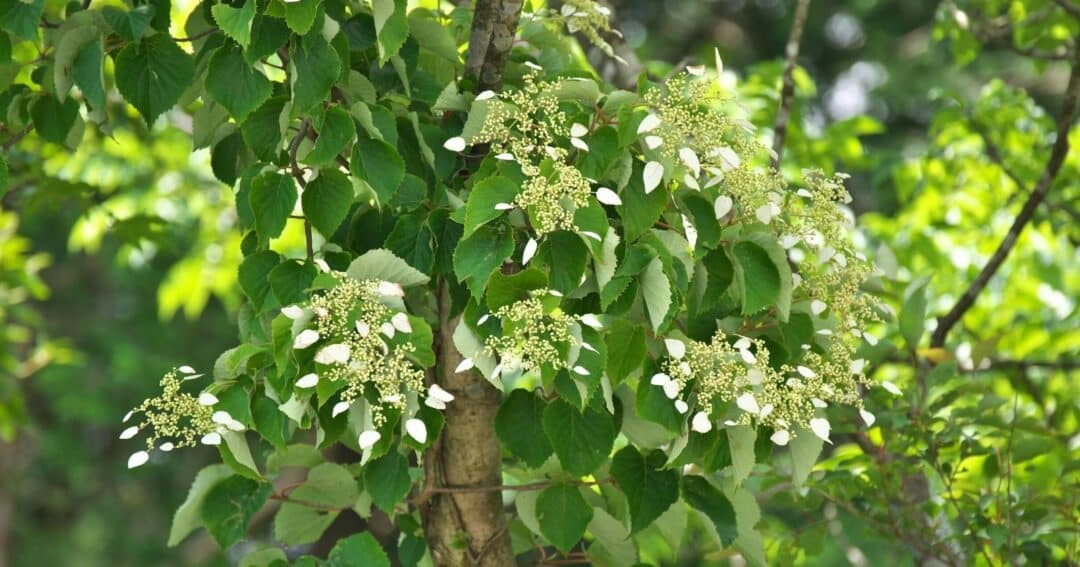 Are Hydrangeas Considered Annual Biennial Or Perennial Shrubs