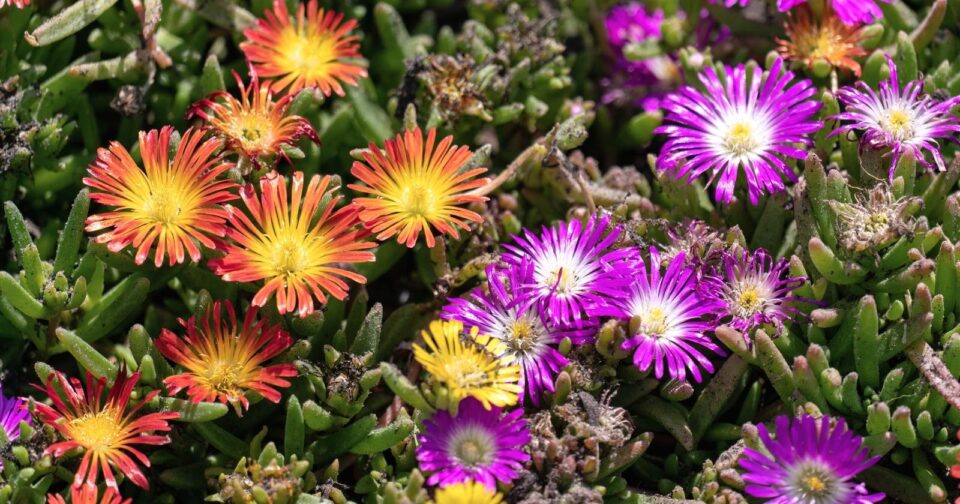 35 Flowers That Will Bloom All Season Long