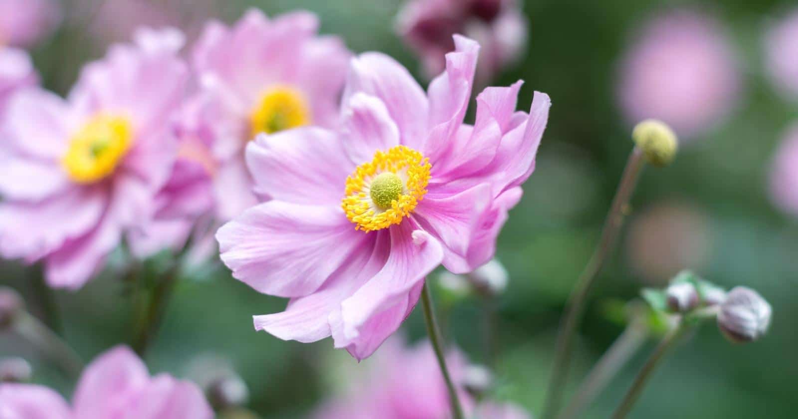 Full Sun Exposure Dark Pink Chrysanthemum Flower Pant, For Garden, Autumn  at Rs 1/piece in Haldia