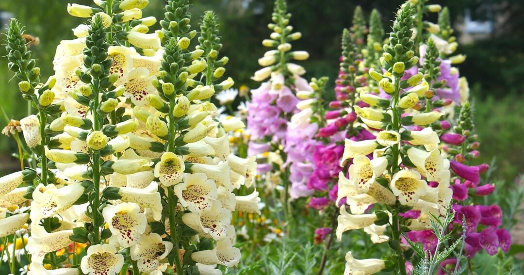 37 Different Perennial Plants For Hardiness Zone 5