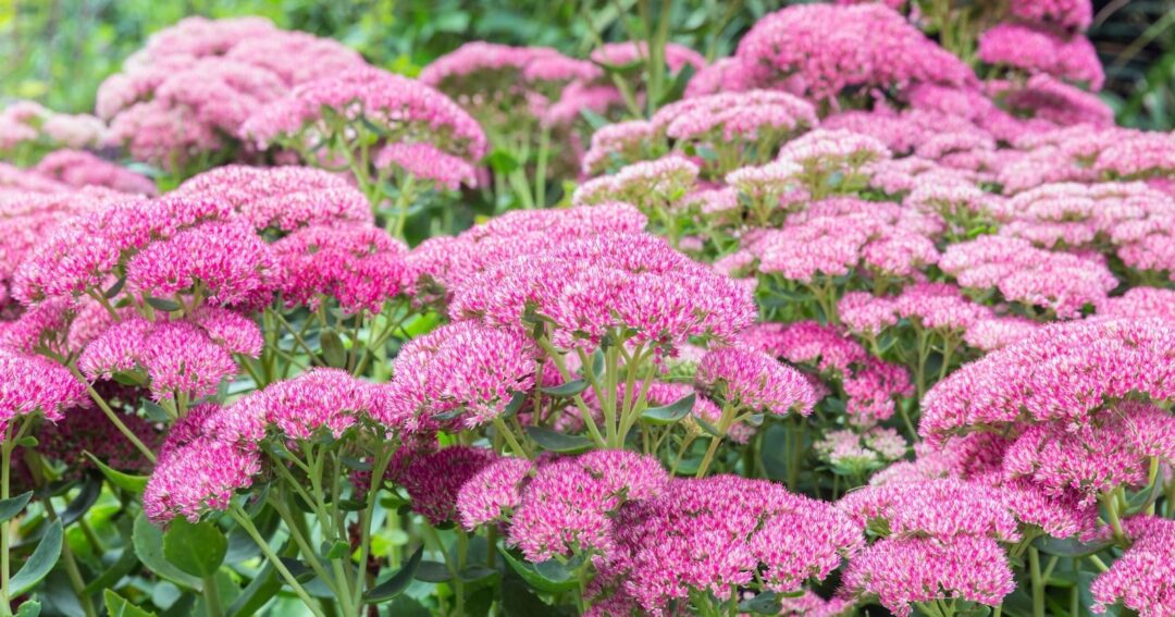 57 Different Perennial Plants For Hardiness Zone 3
