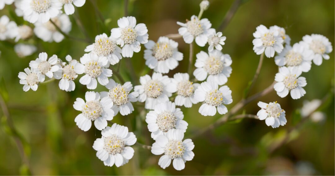 11 Different Types of Flowers with 10 Flower Petals