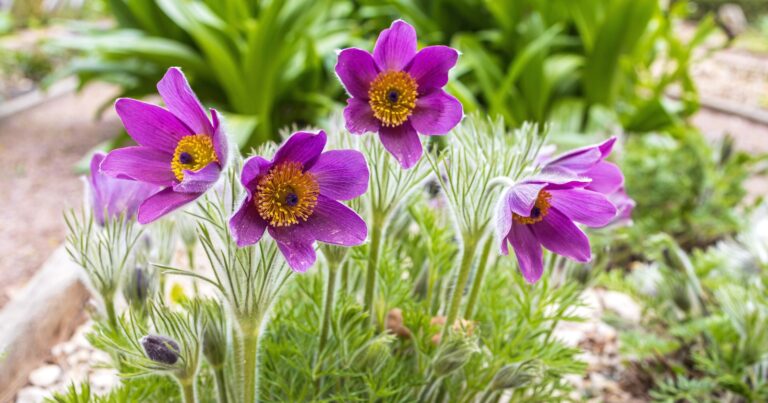 37 Low Growing Perennial Plants For Garden Edges & Borders