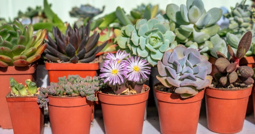 47 Different Types of Succulents With Names and Pictures