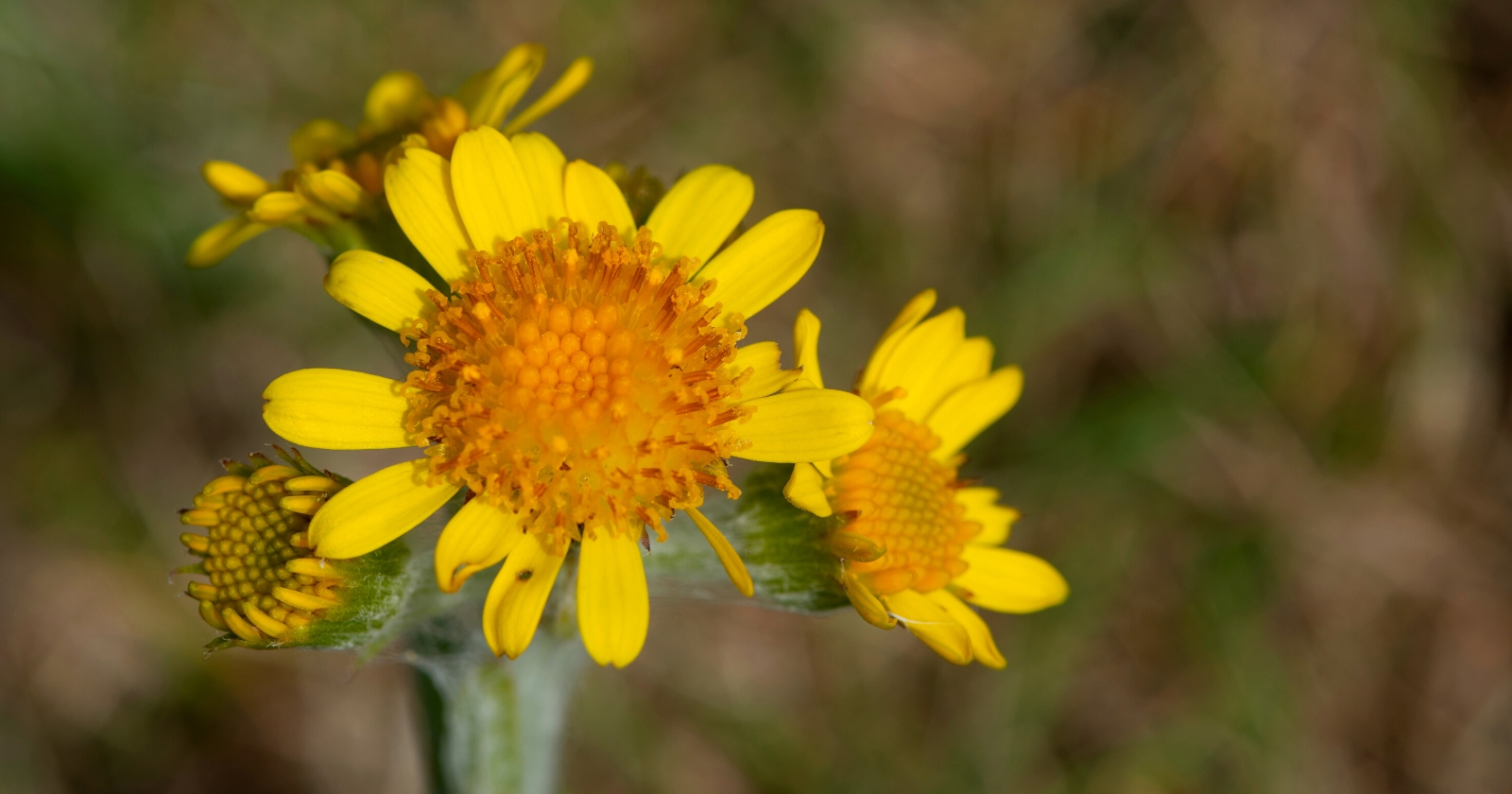 11 Different Types of Flowers with 10 Flower Petals